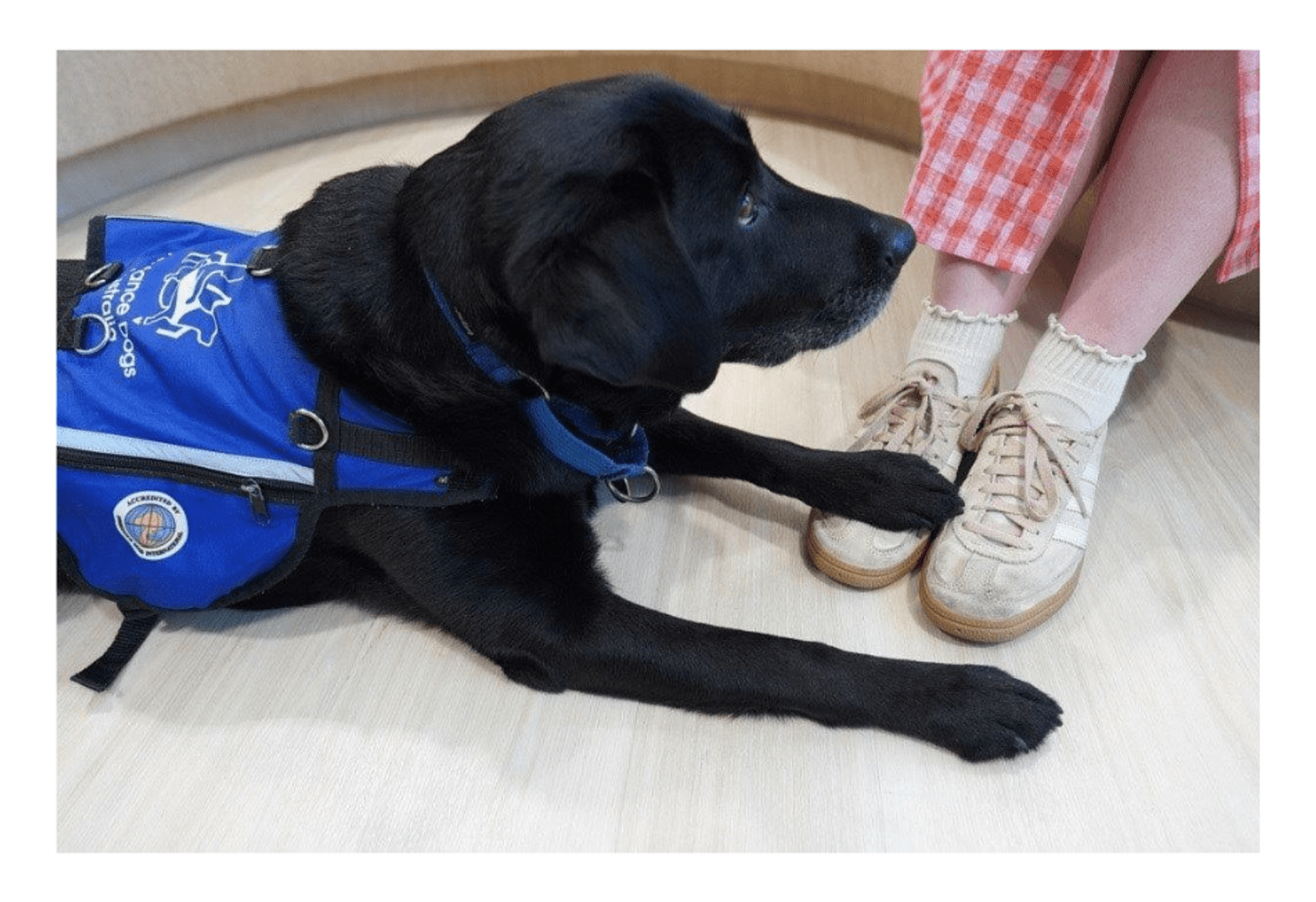 Kiki resting her paw on a witnesses’ foot