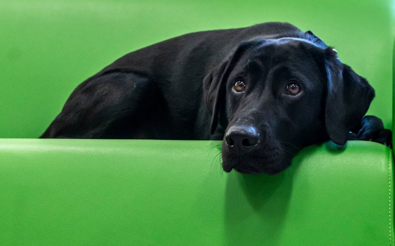 Kiki lying on a green couch