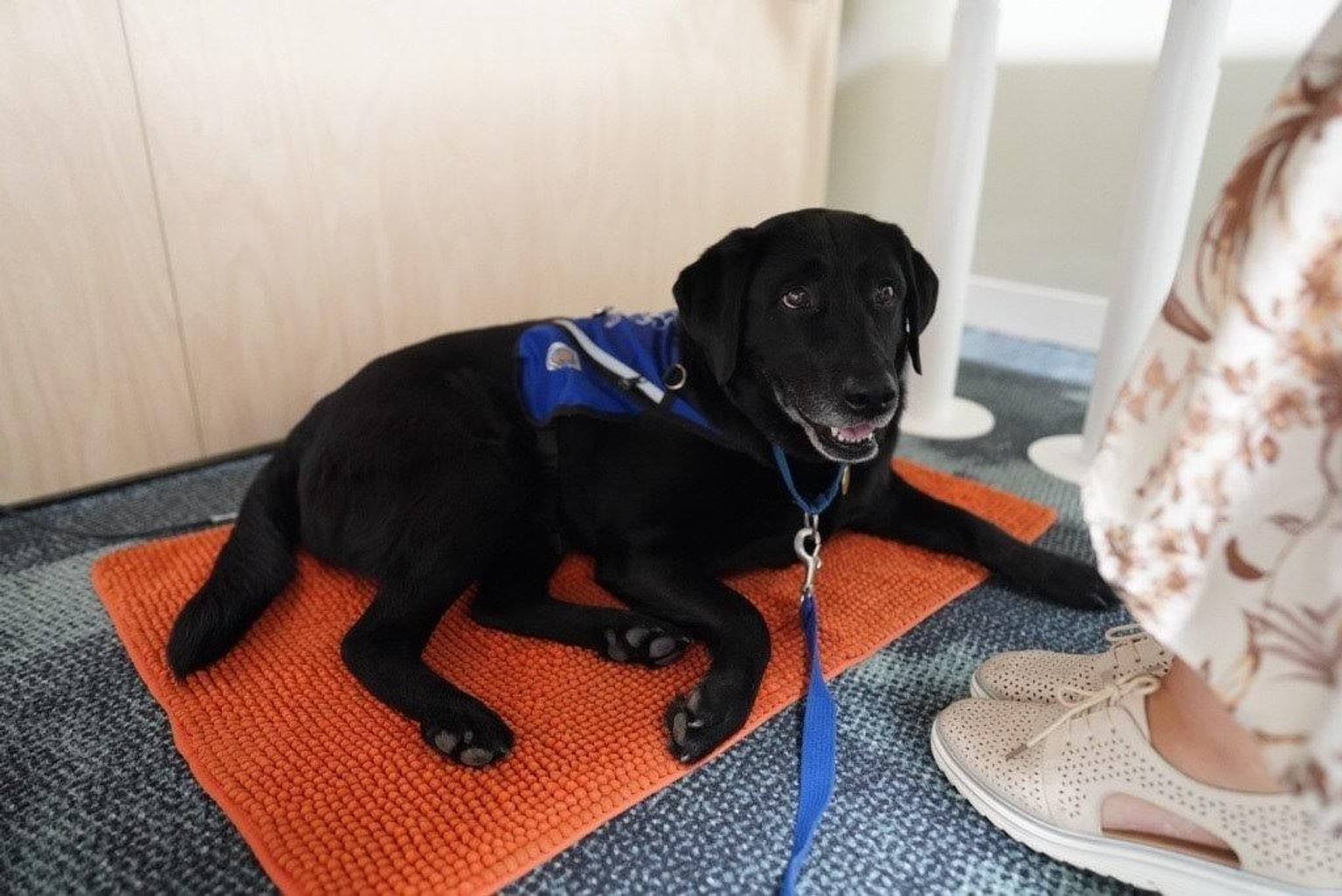 Kiki lying on an orange mat under a desk in a Remote Witness Room next to a witnesses’ feet
