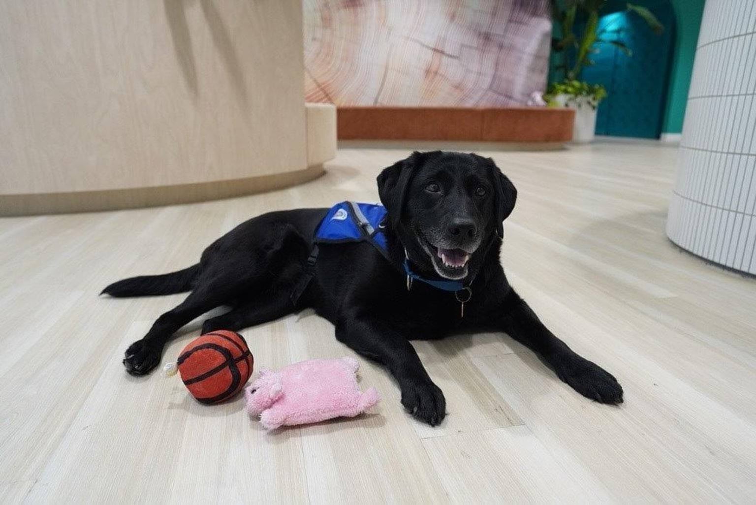 Kiki lying on the floor next to her toy basketball and toy pig