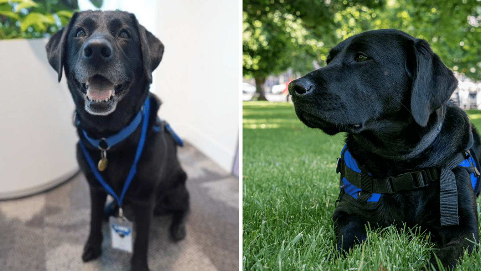 Kiki sitting next to indoor plants and Kiki lying on the grass at the park