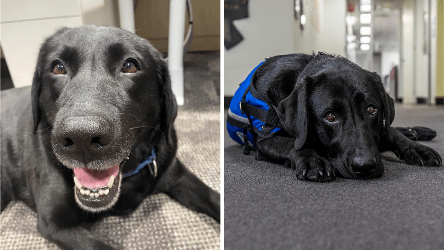 Kiki smiling for the camera and Kiki lying in a hallway