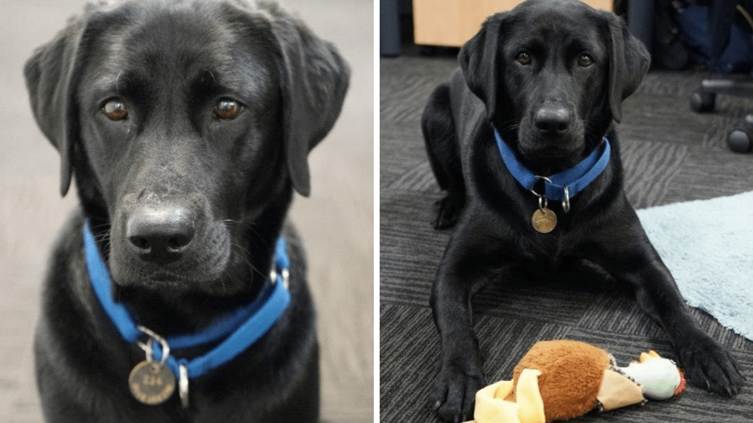 Kiki sitting and Kiki with a soft toy